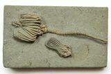 Fossil Crinoid Plate (Two Species) - Crawfordsville, Indiana #371581-1